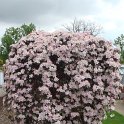 Clematis montana 'Tetrarose'
